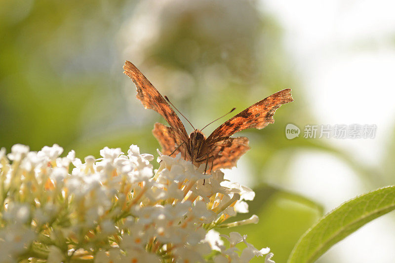 Polygonia c-album